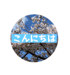 桜Sakuraさくら見やすく丁寧な日常の挨拶（個別スタンプ：14）