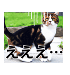 AI猫「猫モードのすけ」のシュールスタンプ（個別スタンプ：3）