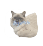 あおちゃんがすっきー（個別スタンプ：6）