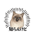 あおちゃんがすっきー（個別スタンプ：7）