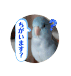 マメルリハ達4（個別スタンプ：2）