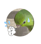 マメルリハ達4（個別スタンプ：3）