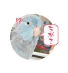 マメルリハ達4（個別スタンプ：4）