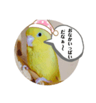マメルリハ達4（個別スタンプ：5）