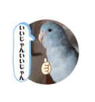 マメルリハ達4（個別スタンプ：6）
