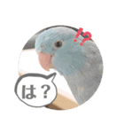 マメルリハ達4（個別スタンプ：8）