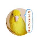 マメルリハ達4（個別スタンプ：9）