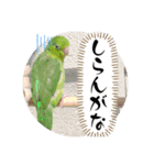 マメルリハ達4（個別スタンプ：11）