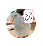 マメルリハ達4（個別スタンプ：12）