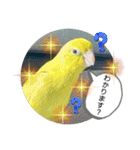 マメルリハ達4（個別スタンプ：13）