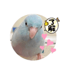マメルリハ達4（個別スタンプ：14）
