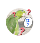 マメルリハ達4（個別スタンプ：15）