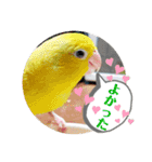 マメルリハ達4（個別スタンプ：17）