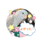 マメルリハ達4（個別スタンプ：18）