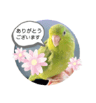 マメルリハ達4（個別スタンプ：19）