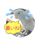 マメルリハ達4（個別スタンプ：20）