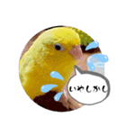 マメルリハ達4（個別スタンプ：21）