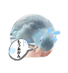 マメルリハ達4（個別スタンプ：24）