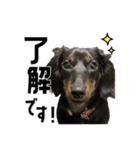 蓮＆チップ（個別スタンプ：1）