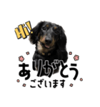 蓮＆チップ（個別スタンプ：2）