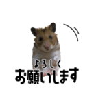 蓮＆チップ（個別スタンプ：5）