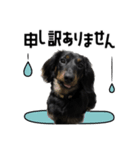蓮＆チップ（個別スタンプ：8）
