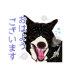 虎毛秋田犬の青嵐と勇桜。（個別スタンプ：1）