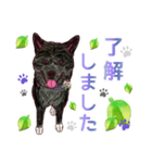 虎毛秋田犬の青嵐と勇桜。（個別スタンプ：5）