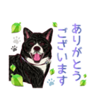 虎毛秋田犬の青嵐と勇桜。（個別スタンプ：6）