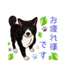 虎毛秋田犬の青嵐と勇桜。（個別スタンプ：9）