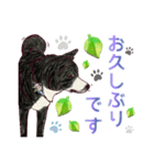 虎毛秋田犬の青嵐と勇桜。（個別スタンプ：13）