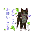 虎毛秋田犬の青嵐と勇桜。（個別スタンプ：16）