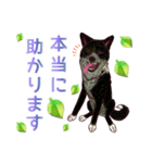 虎毛秋田犬の青嵐と勇桜。（個別スタンプ：22）