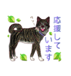 虎毛秋田犬の青嵐と勇桜。（個別スタンプ：23）