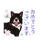 虎毛秋田犬の青嵐と勇桜。（個別スタンプ：24）