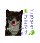 虎毛秋田犬の青嵐と勇桜。（個別スタンプ：26）