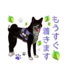 虎毛秋田犬の青嵐と勇桜。（個別スタンプ：31）