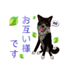 虎毛秋田犬の青嵐と勇桜。（個別スタンプ：34）