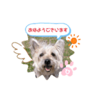 ケアンテリアのコナンとヒカル♫（個別スタンプ：1）