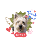 ケアンテリアのコナンとヒカル♫（個別スタンプ：5）
