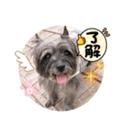 ケアンテリアのコナンとヒカル♫（個別スタンプ：9）