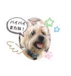 ケアンテリアのコナンとヒカル♫（個別スタンプ：14）