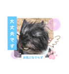 ケアンテリアのコナンとヒカル♫（個別スタンプ：17）