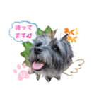 ケアンテリアのコナンとヒカル♫（個別スタンプ：18）