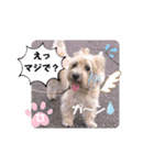 ケアンテリアのコナンとヒカル♫（個別スタンプ：21）
