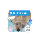ケアンテリアのコナンとヒカル♫（個別スタンプ：23）