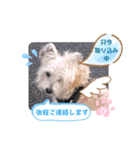 ケアンテリアのコナンとヒカル♫（個別スタンプ：24）