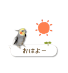 オカメインコこはくちゃん【春】吹き出し（個別スタンプ：1）