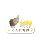 オカメインコこはくちゃん【春】吹き出し（個別スタンプ：2）