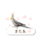 オカメインコこはくちゃん【春】吹き出し（個別スタンプ：4）